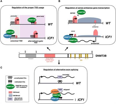 DNMT3B Functions: Novel Insights From Human Disease